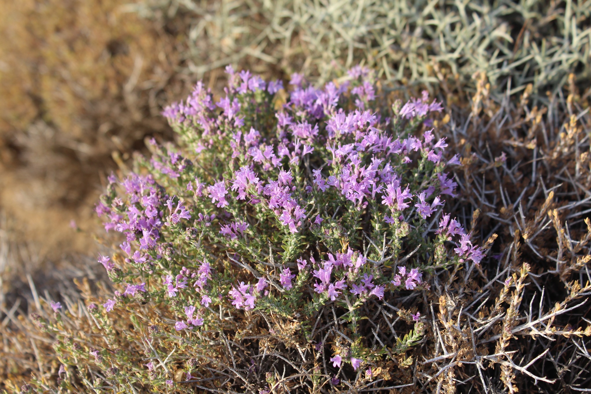 Wild thyme flowering in the natural vegetation of our olive groves